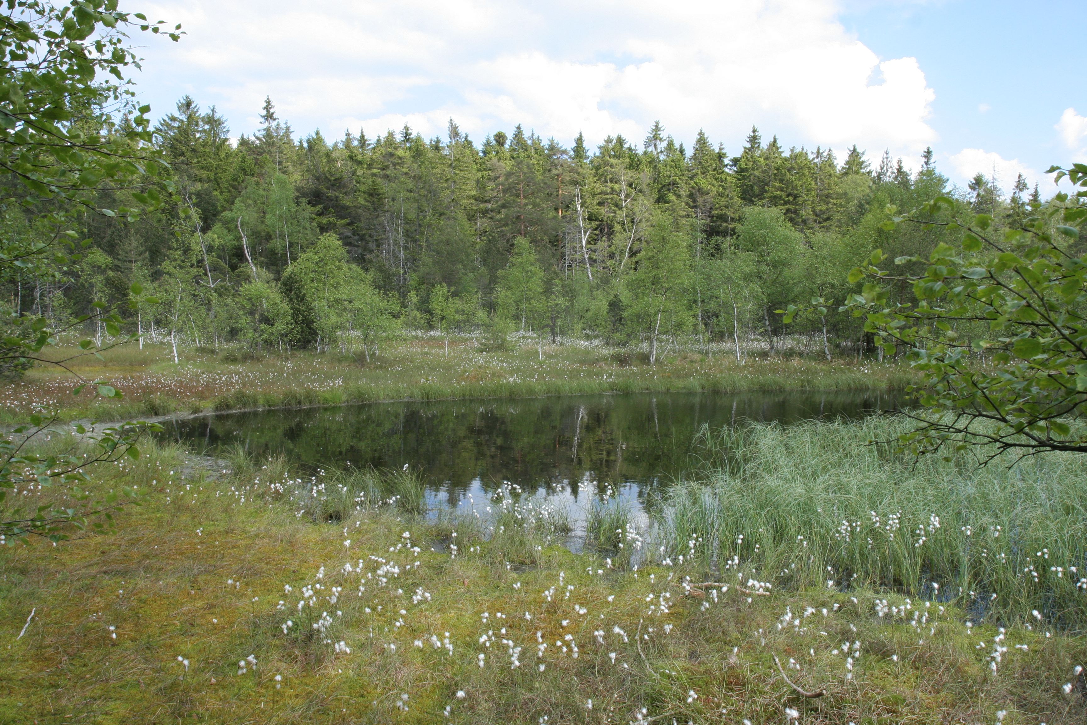 Hochmoor